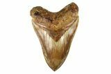 Serrated, Fossil Megalodon Tooth - Indonesia #279223-1